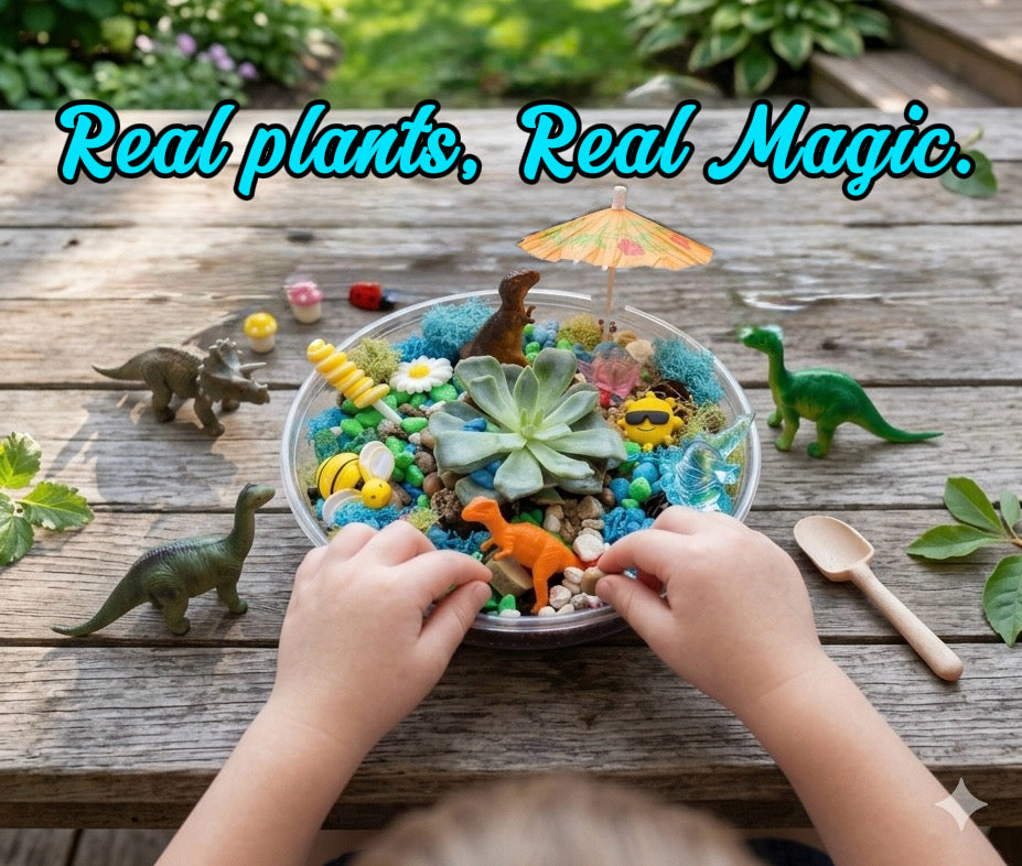 Build your own Magic Garden -Real Succulent Mini Terrarium Garden Kit