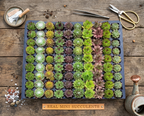 Build your own Magic Garden -Real Succulent Mini Terrarium Garden Kit
