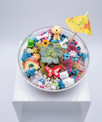 Build your own Magic Garden -Real Succulent Mini Terrarium Garden Kit