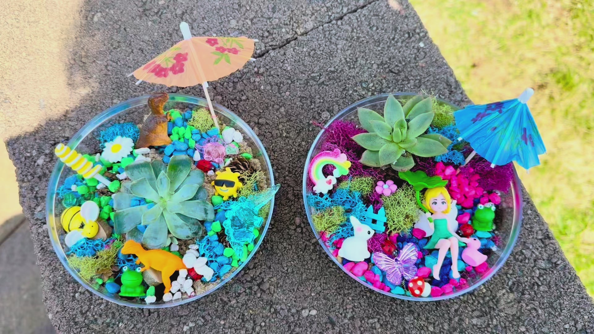 Build your own Magic Garden -Real Succulent Mini Terrarium Garden Kit